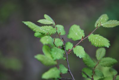 Zelkova carpinifolia - zelkova habrolistá - jarní větévka (2)